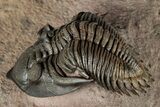 Exceptional Metacanthina Trilobite - Lghaft, Morocco #339497-1
